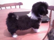 this is darcy